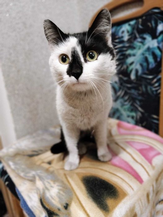 Biało-czarny kocurek Szczęściarz do adopcji