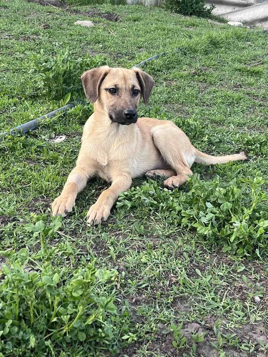 Рыжулька в хорошие ручки!