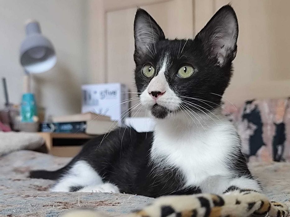 CHUVISCO (Macho, 3 Meses) - Para Adoção
