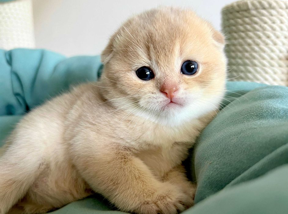 Kotek szkocki fold zwisłouchy liliowe złoto CY11