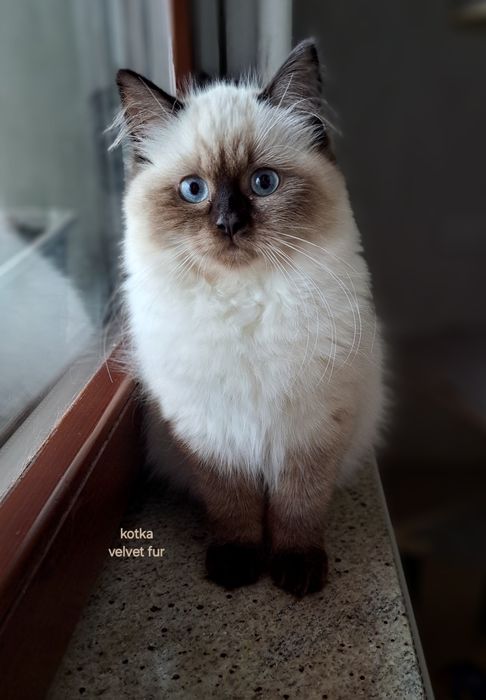 Neva masquerade kot kocur syberyjski