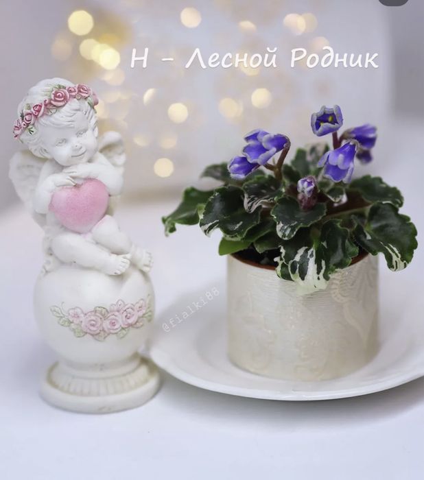 Фіалки, сенполія, мини фиалки, дітки фіалок