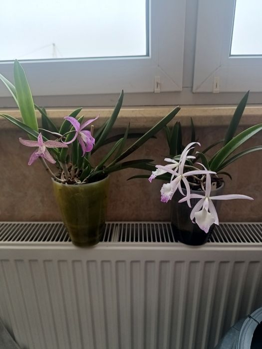 Продам  Орхідеї . Каттлея