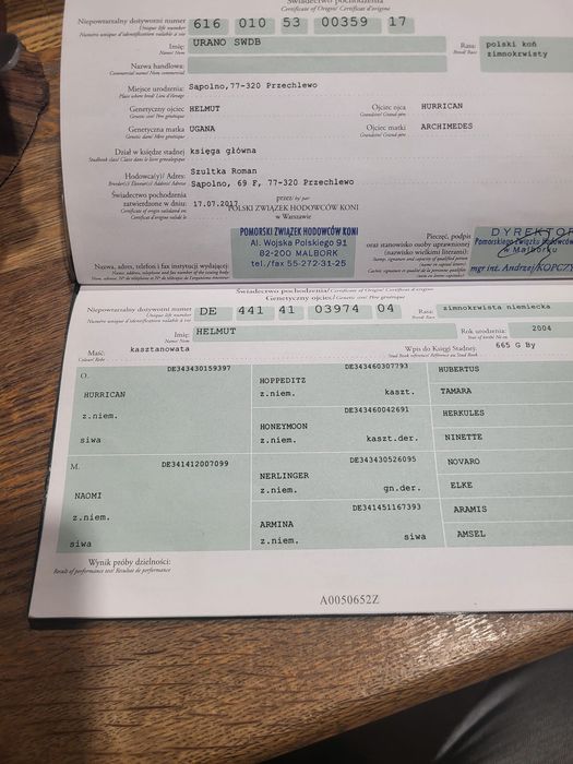 Ogier zimnokrwisty sprzedam