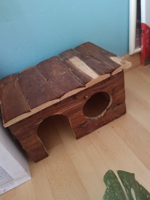 Świnka  morska +domek gratis