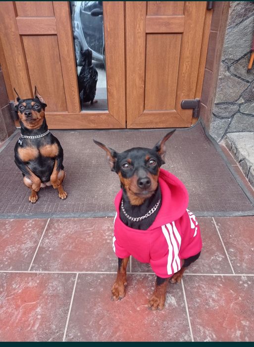 Карликовий пінчер чекає на дзвінок від Вас родина.