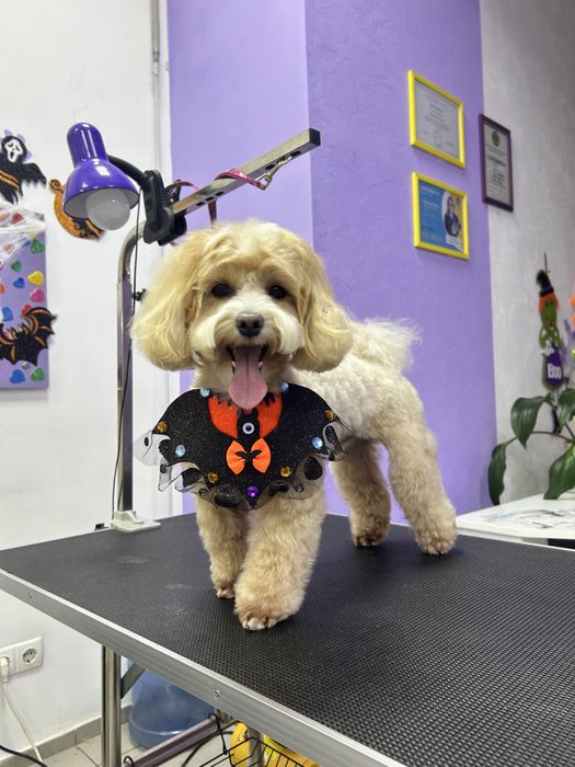 Груминг, стрижка собак, экспресс линька собак и котов