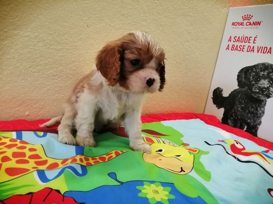 Cavalier King Charles spaniel
