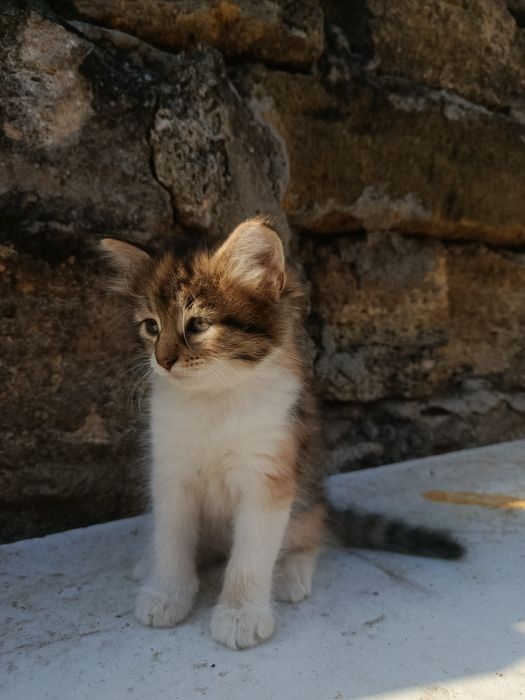 Котята в добрі руки