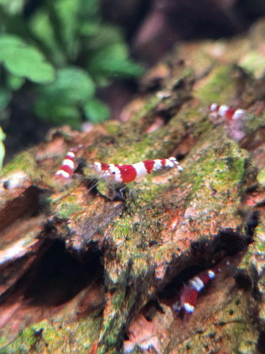 Krewetki akwariowe Crystal Red - Caridina