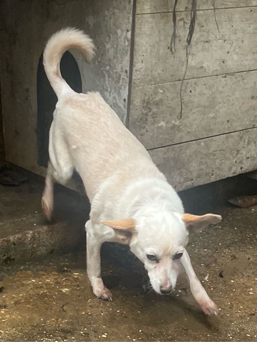 Oferece-se casal de caes rafeiros