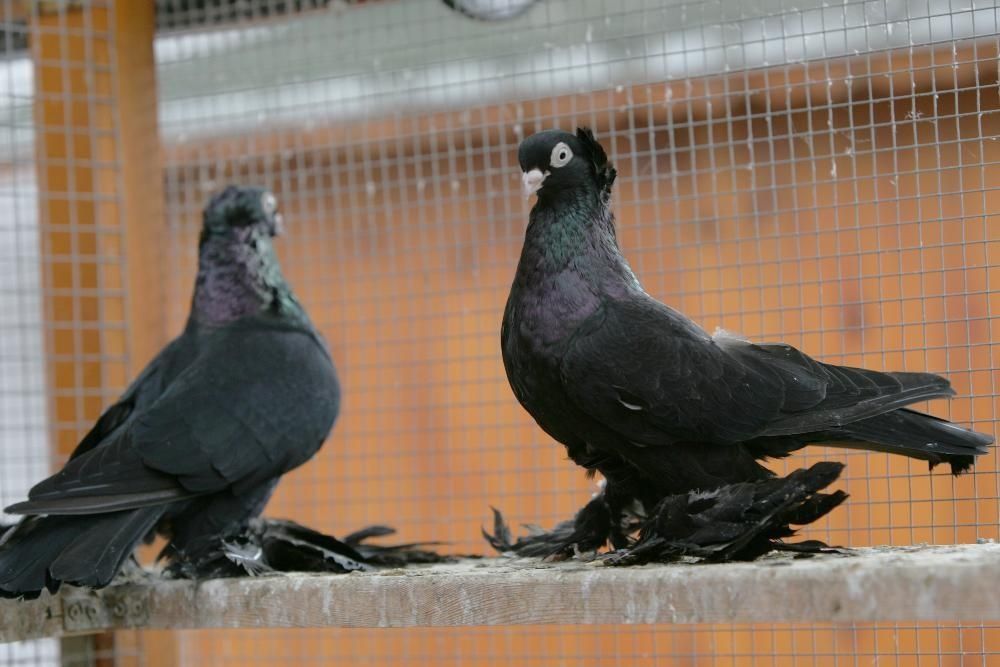 Wywrotek Wschodniopruski od Mistrza Polski !!! OKAZJA !!!