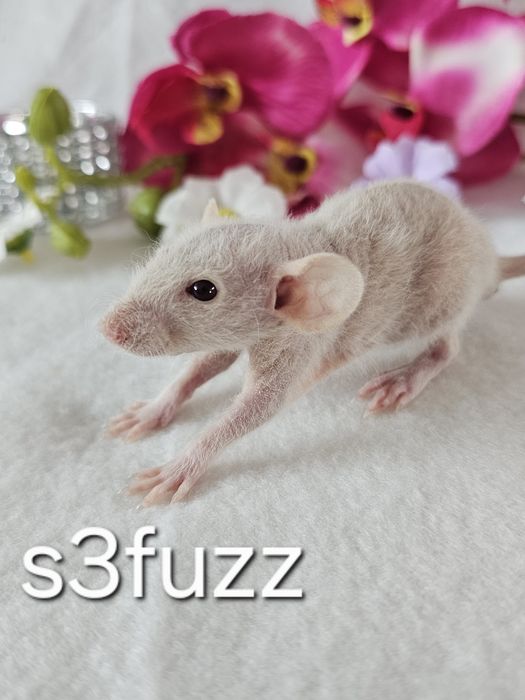 Szczur szczury szczurki