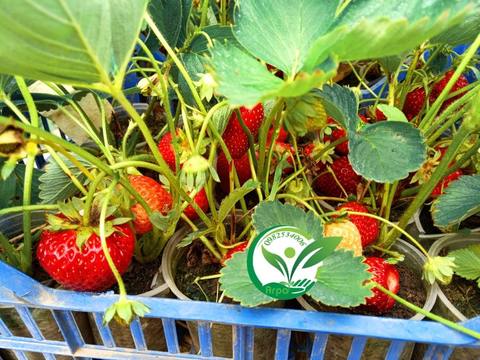 Полуниця копана і в стаканах, та горшках для дому сорт Загадка