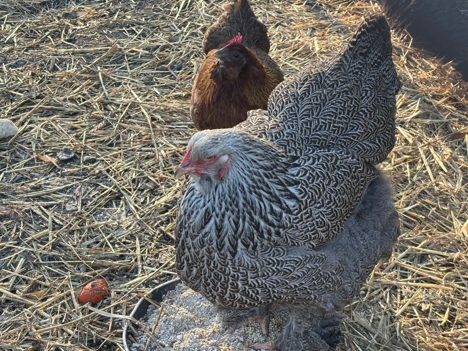 Brahma zeszłoroczne