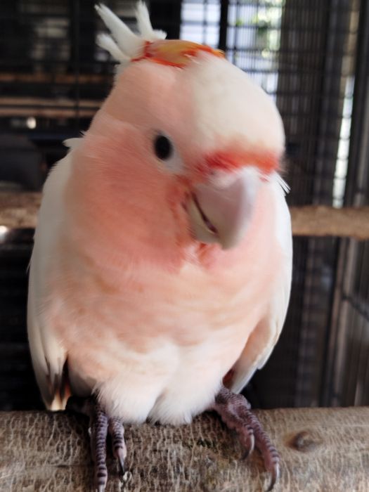 Cacatua inca ...