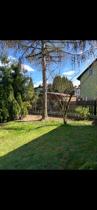 Drzewo Modrzew do samodzielnego wycięcia