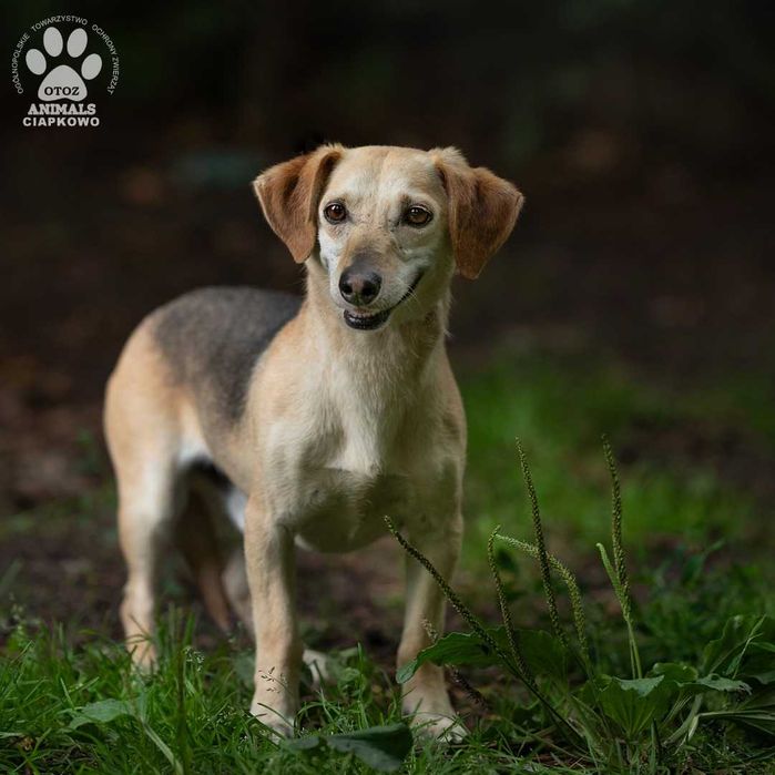 Nieśmiały Meksyk szuka spokojnego domu! OTOZ Animals Ciapkowo