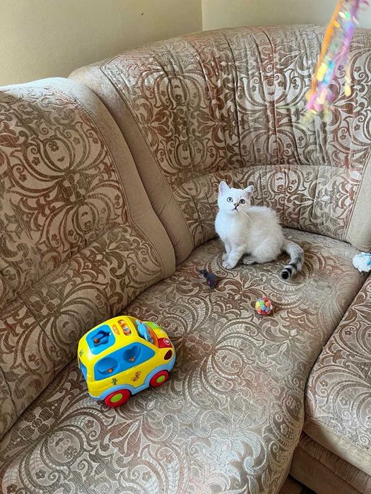 Срібний зеленоокий тікірований британець шиншила