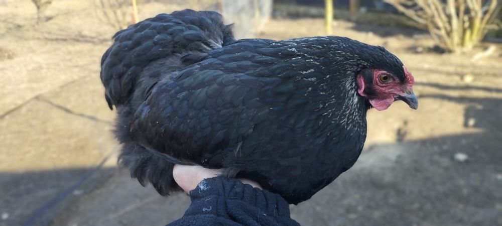 Kury - Czubatka Staropolska,Brahma