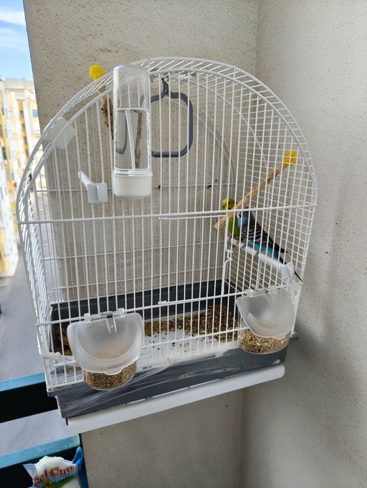 Casal de piriquitos + Gaiola