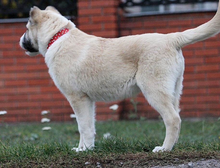 Кавказець-вовкодав.