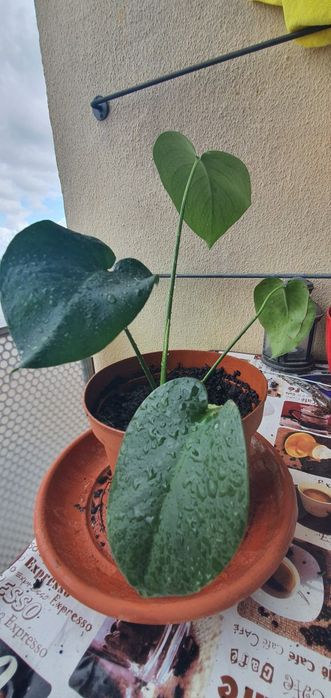Monstera ou costela de Adão   planta