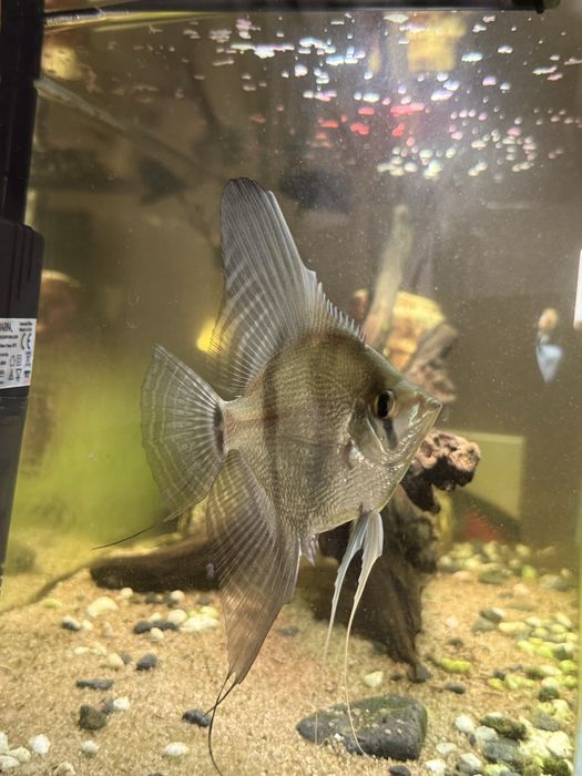 Rybka akwariowa skalar