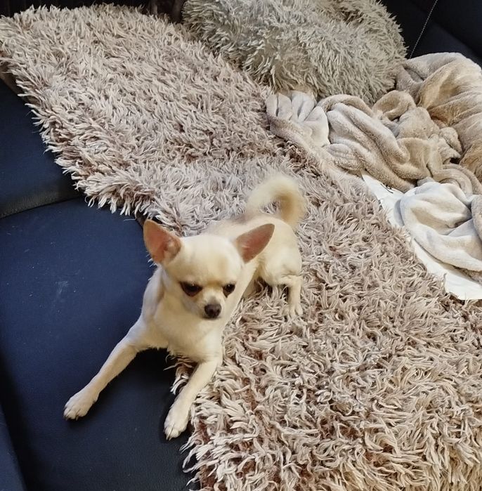 Piesek Chihuahua z rodowodem