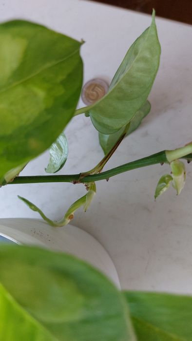 Scindapsus Silver Hero  rosnące rośliny + gratis global green