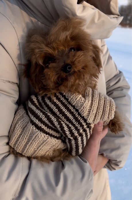 Дівчинка Мальтіпушка з доставкою за кордон