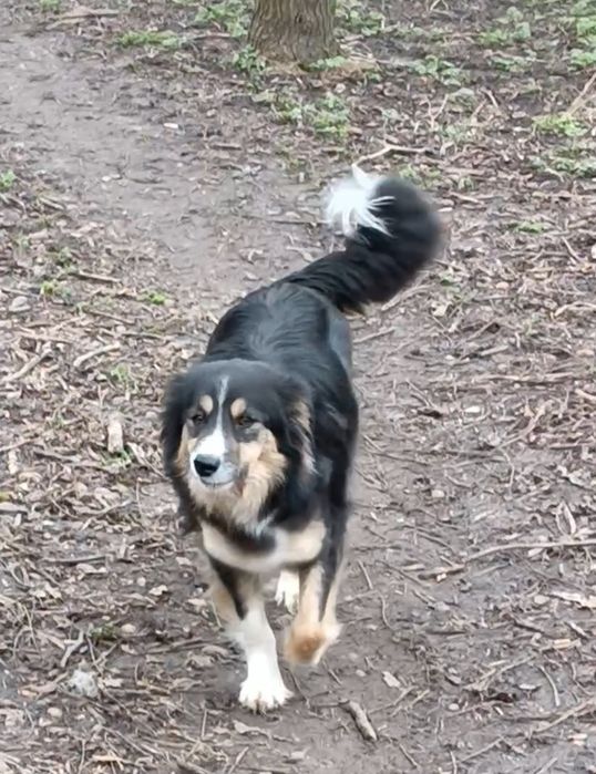 Цуценята Бордер колі