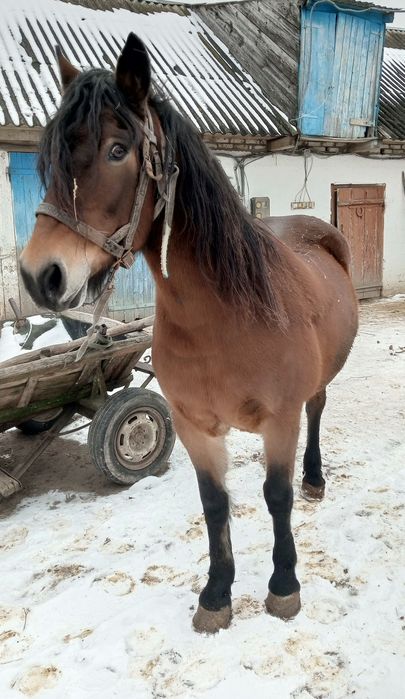 Продам кобилу 9років