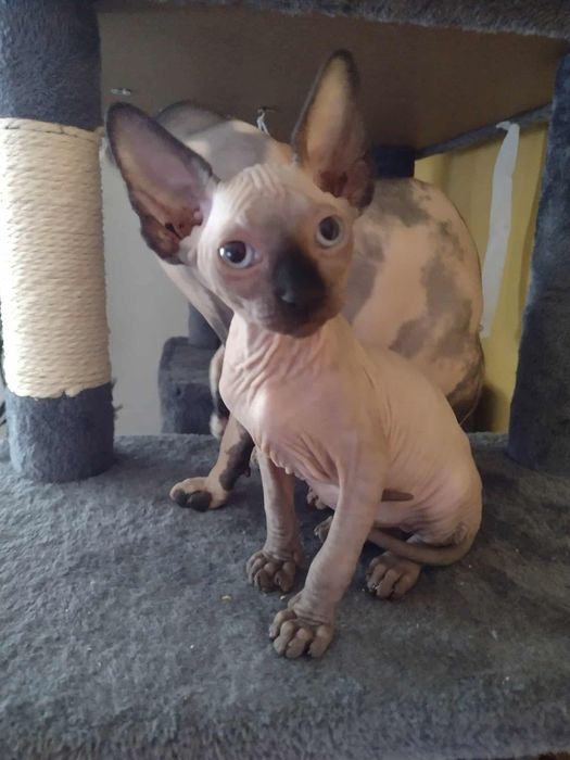 Sfinks niebieskooki Point