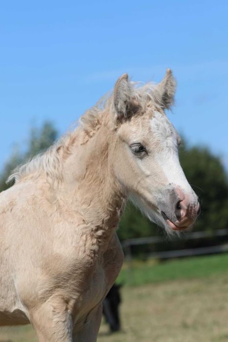 Gypsy cob nie tinker