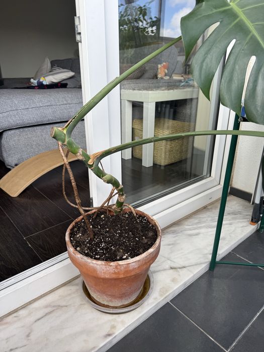 Planta Monstera Costela de Adao