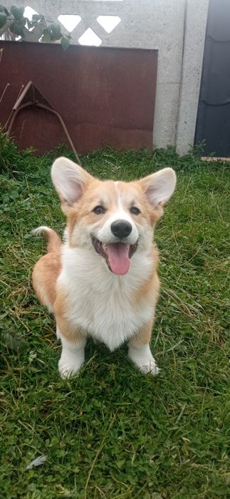 Вельш корги пемброк