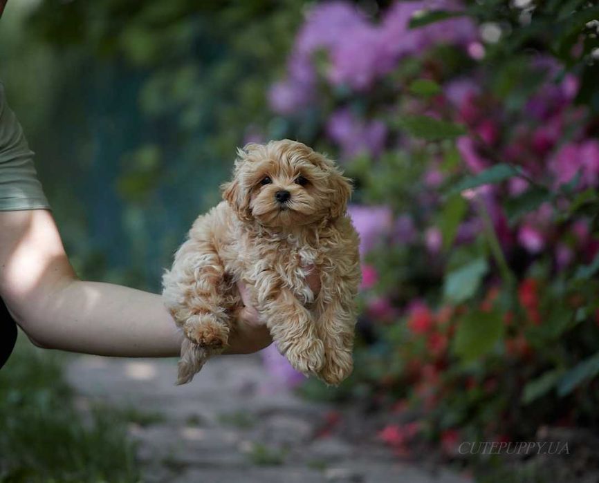 Maltipoo Teddy Korea Мальтипу дівчата та хлопці