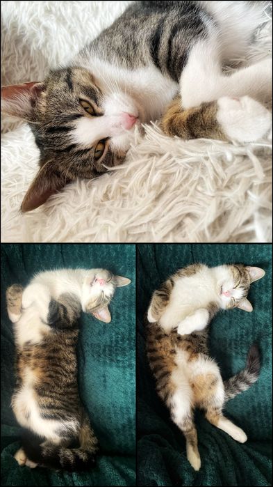 Postrzelony z wiatrówki Maniuś szuka dobrego domu