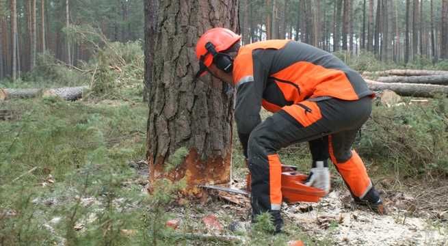 Usługi leśno-ogrodowe -wycinka drzew, samosiejek, cięcie ,rąbanie ,układanie drewna , koszenie traw i zarośli