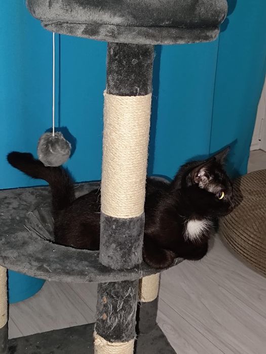 Ricotta szuka dobrego domku