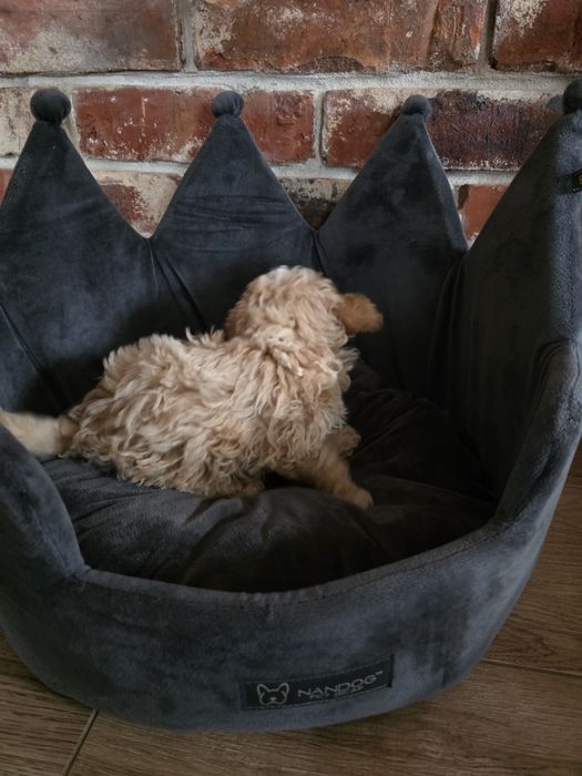 Maltipoo f1 chłopczyk !!
