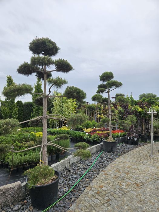 Sosna Czarna.Bonsai.Modrzew.Cyprys.Katalpa