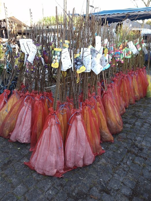 Árvores de Fruto (Diversas Variedades) - A partir de 6€