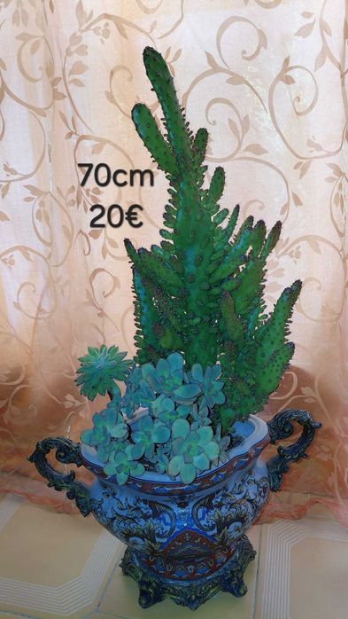 Plantas, Sanseviérias grandes