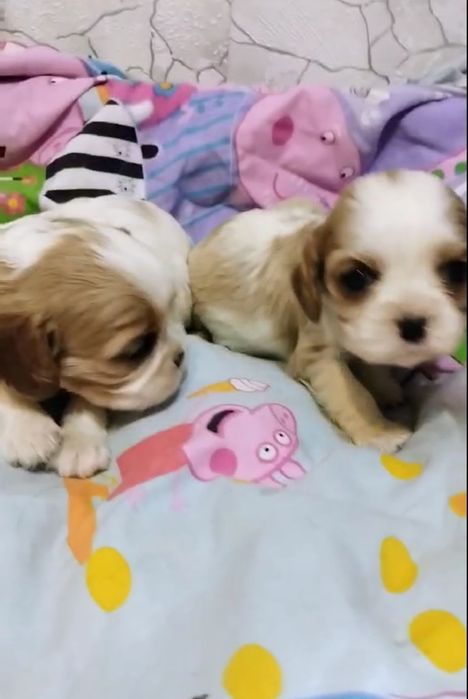 Бронь, кавалер кинг чарльз спаниель девочки и мальчики.