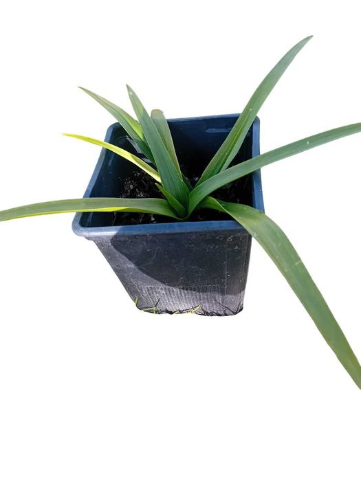 Ornithogalum (Beijinhos de Mae) lote de 5 plantas