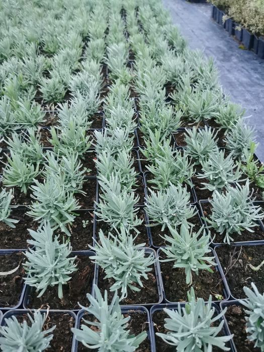 Lawenda Hidcote Blue doniczka p9 i z gruntu 6zł