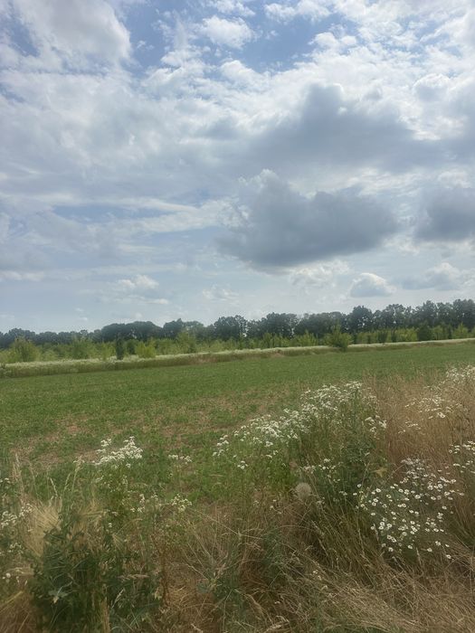 Продам земельну ділянку в Бохониках