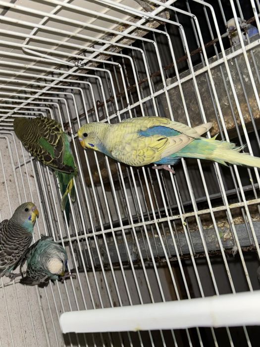 3 casais de periquitos disponiveis